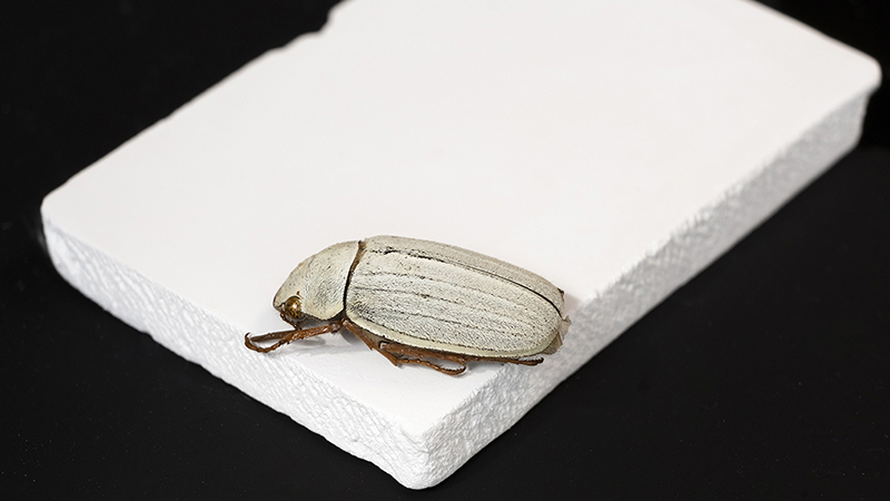 Beetle-inspired ceramic reflects 99.6% of solar rays for energy-efficient building cooling Image